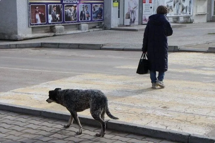 Для приюта в Симферополе купят варочный котёл за 300 тысяч рублей